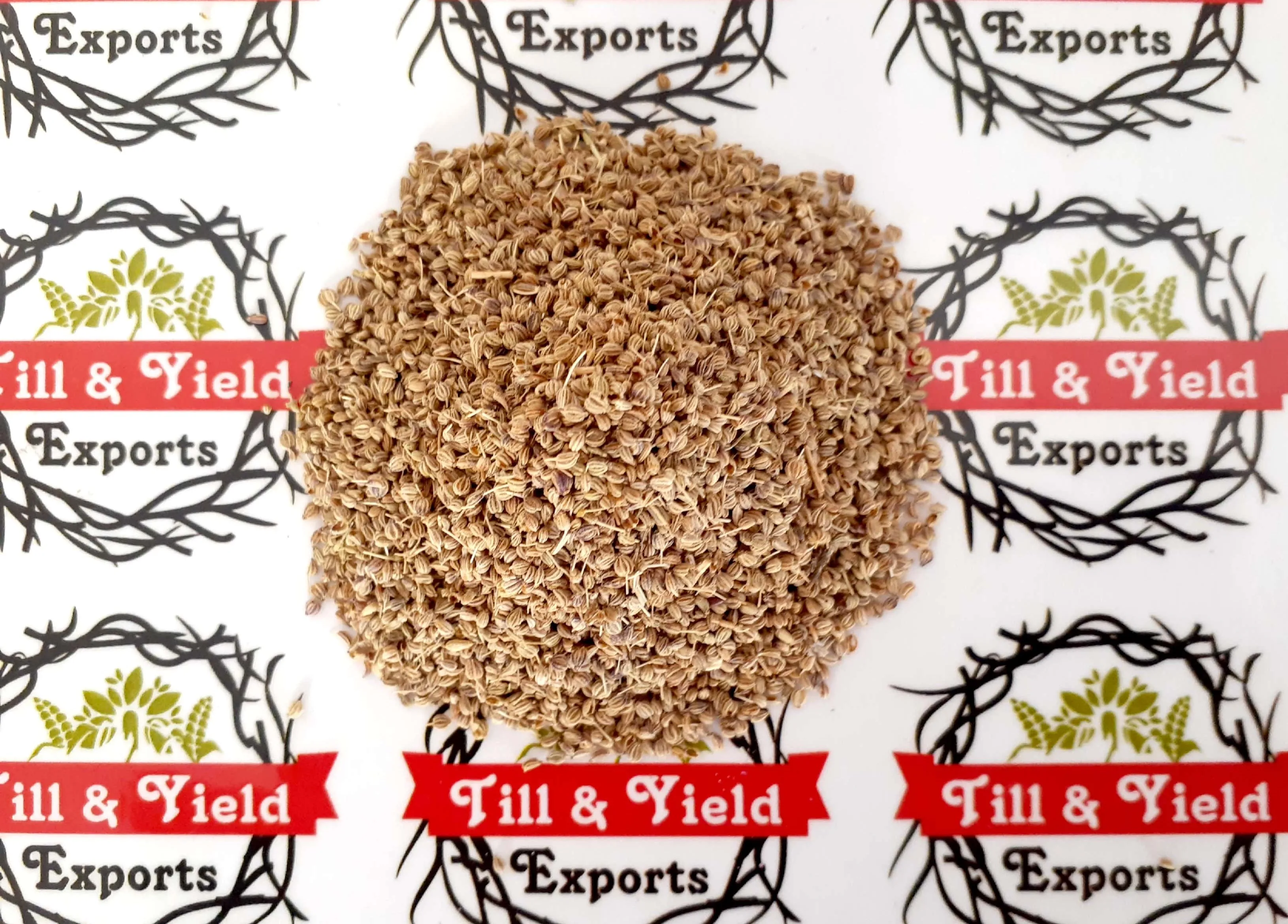 Ajwain Seed (Kani) - Trachyspermum Ammi Seed Fight Bacteria And Fungi Carom Seeds Have Powerful Antibacterial And Antifungal