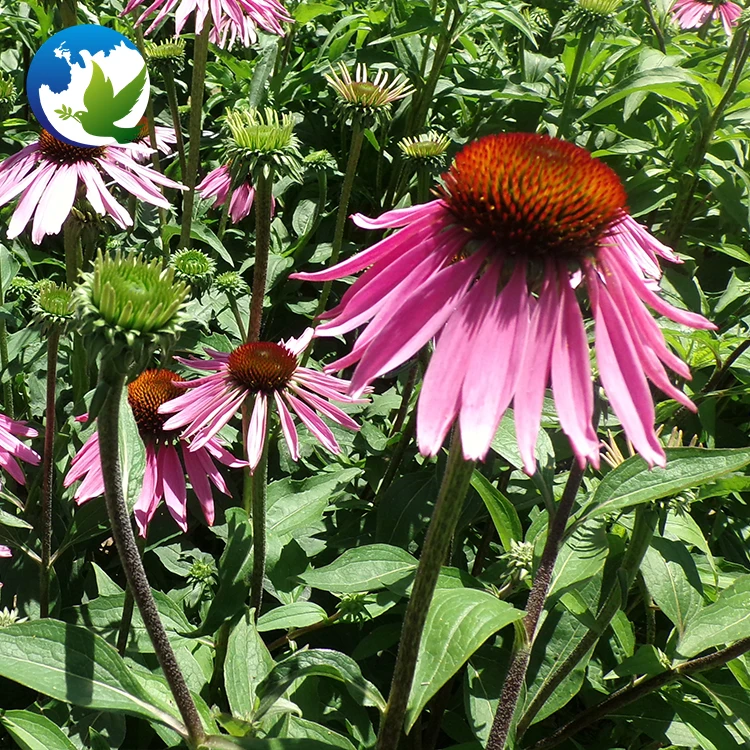 
Purple Echinacea Coneflower Ornamental Flower Seeds Echinacea Purpurea Flower Bulbs Plant Seeds 