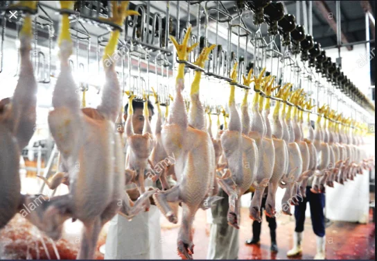 
halal poultry chicken head feet pre-cooling machine slaughter equipment 