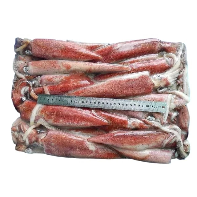 New Arrival high quality frozen red squid loligo for sale