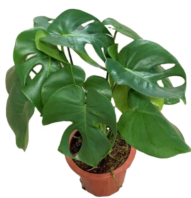 
Hotsale popular wholesale beautiful Monstera deliciosa Liebm. Valentine plants bonsai 
