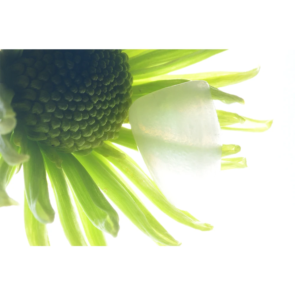 Зубные Улыбки зубы улыбка виниры для макияжа