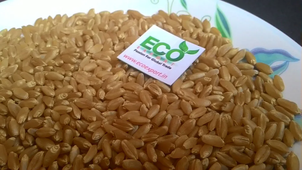 Новый урожай зерна твердой пшеницы из Индии