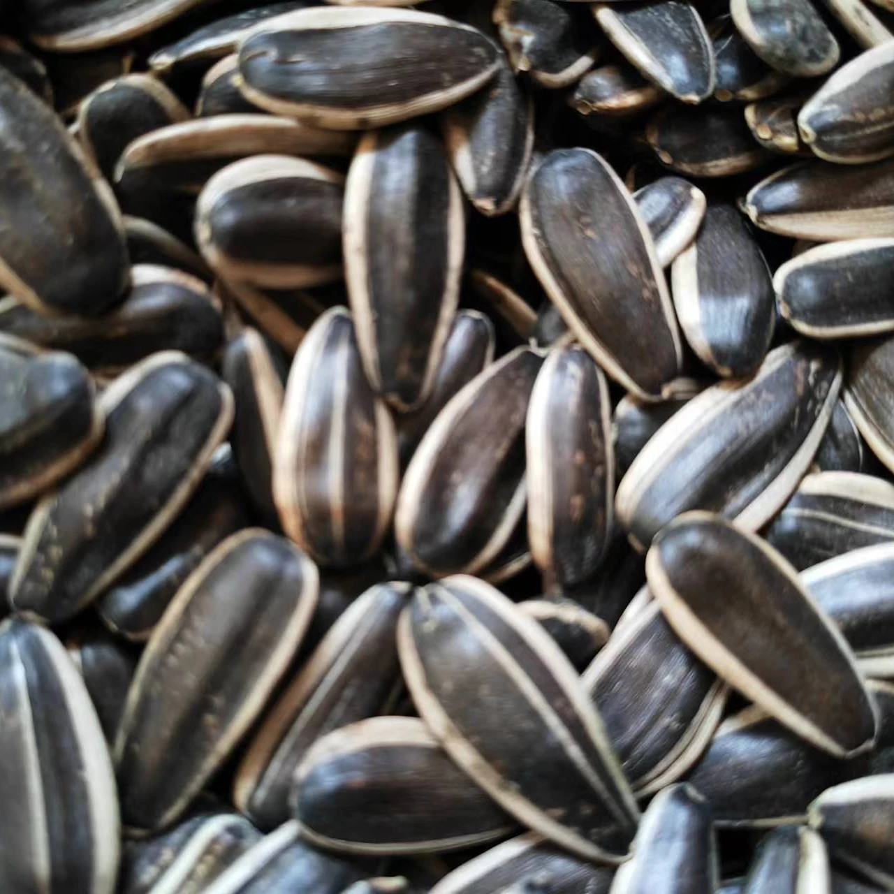 Семена подсолнечника 361