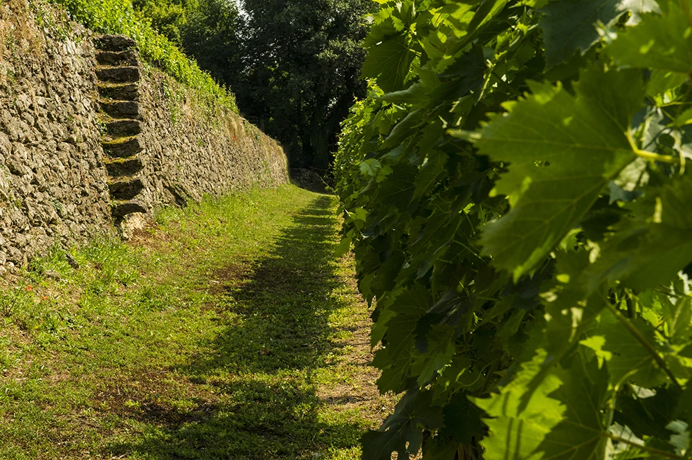 High Quality Valpolicella Doc Grade Ruby Red Wine Alcohol Content 11.5% Italian Classic Table Wine