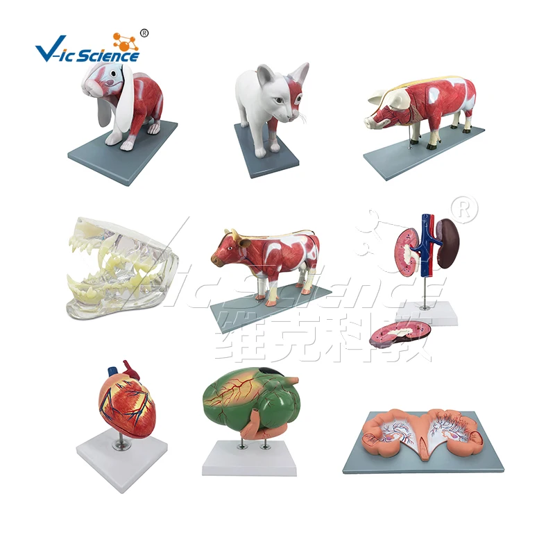 anatomical models for medical teaching bovine anatomy model animal anatomical model