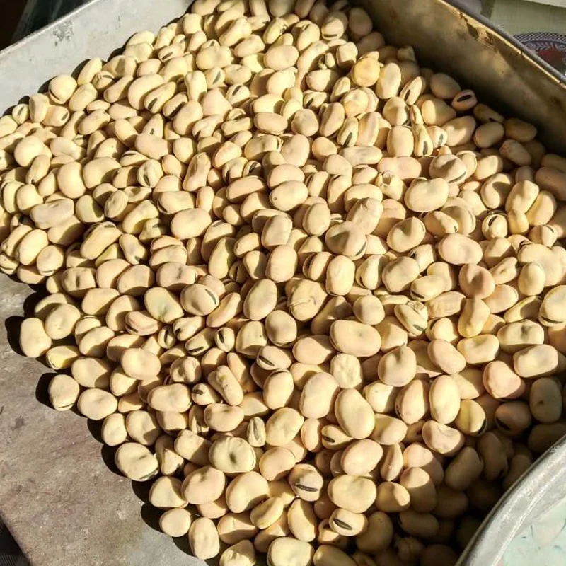 Bulk Faba Beans Baking Ingredients White Bulk Packaging 50kg/pp Bag Dried FD Broad Bean Fava Beans Vicia Faba Hongji 15 Mm 50 Kg