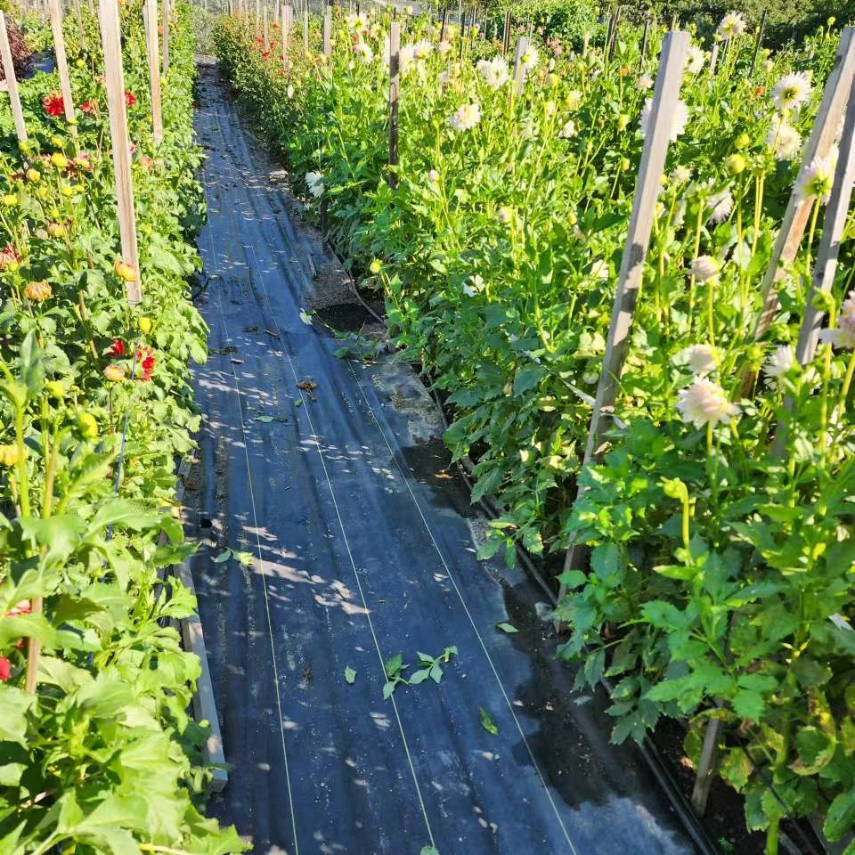 ground cover agriculture garden  pp weed mat weed control matting