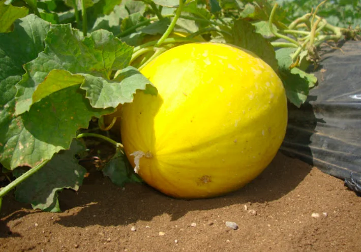 Wholesale fresh fruit importers export sweet canary yellow melon