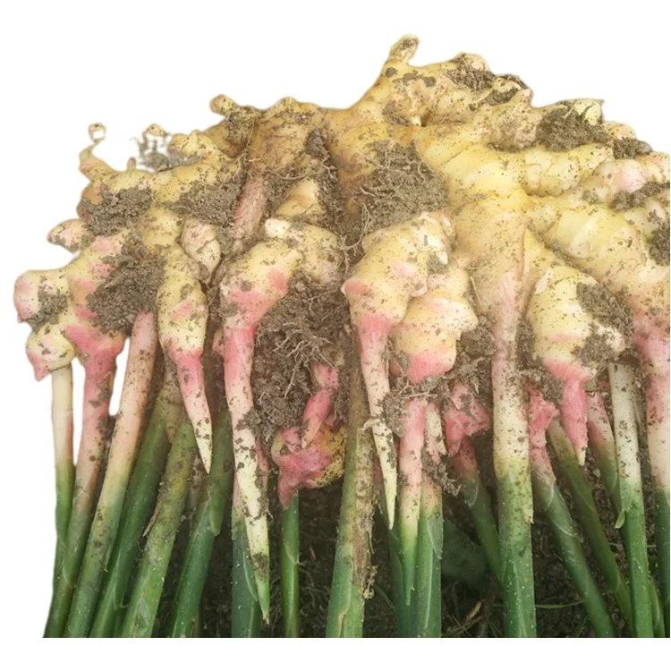
Hot New Products Agriculture New Crops Cultivation Organic Fresh Ginger 