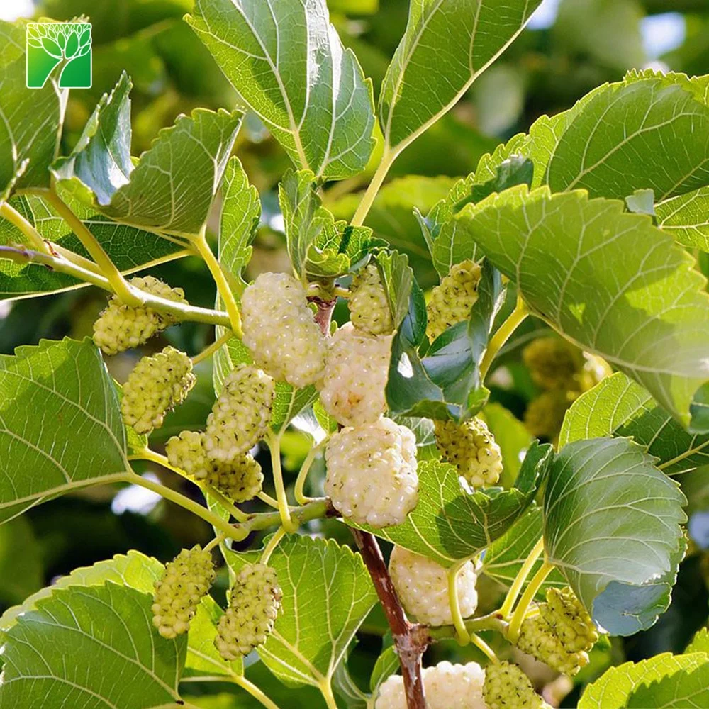 Средний урожай morus alba saplings сильная Вигор белый Тутовый рассады