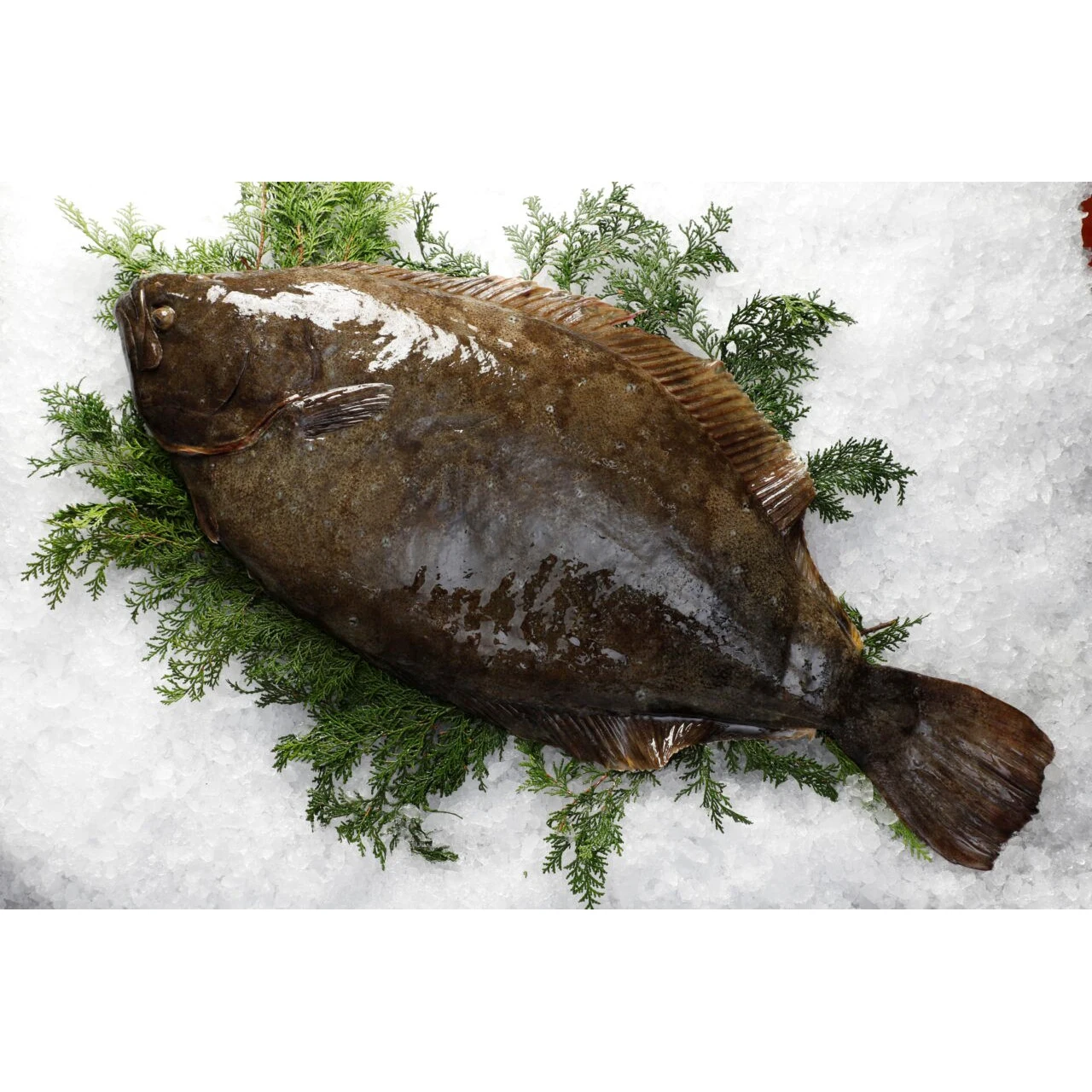 Wild Flounders Fresh Frozen Other Fish By Special Quickly Frozen Process
