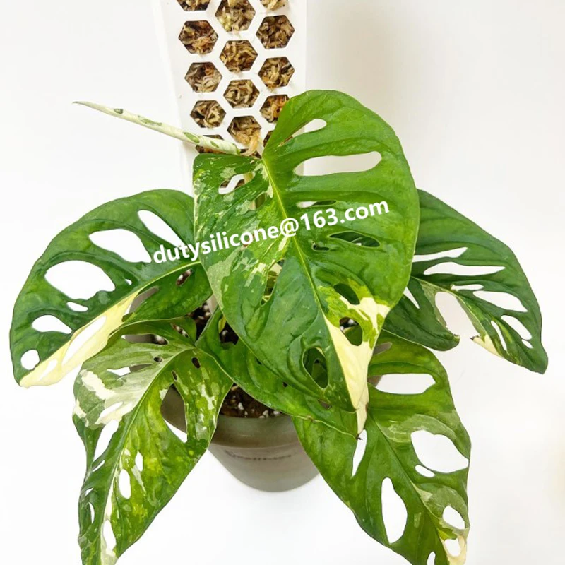 plastic Honeycomb Coir water Moss Poles Stick For Plant Stands column,climbing Indoor Plants Moss Poles Transparent