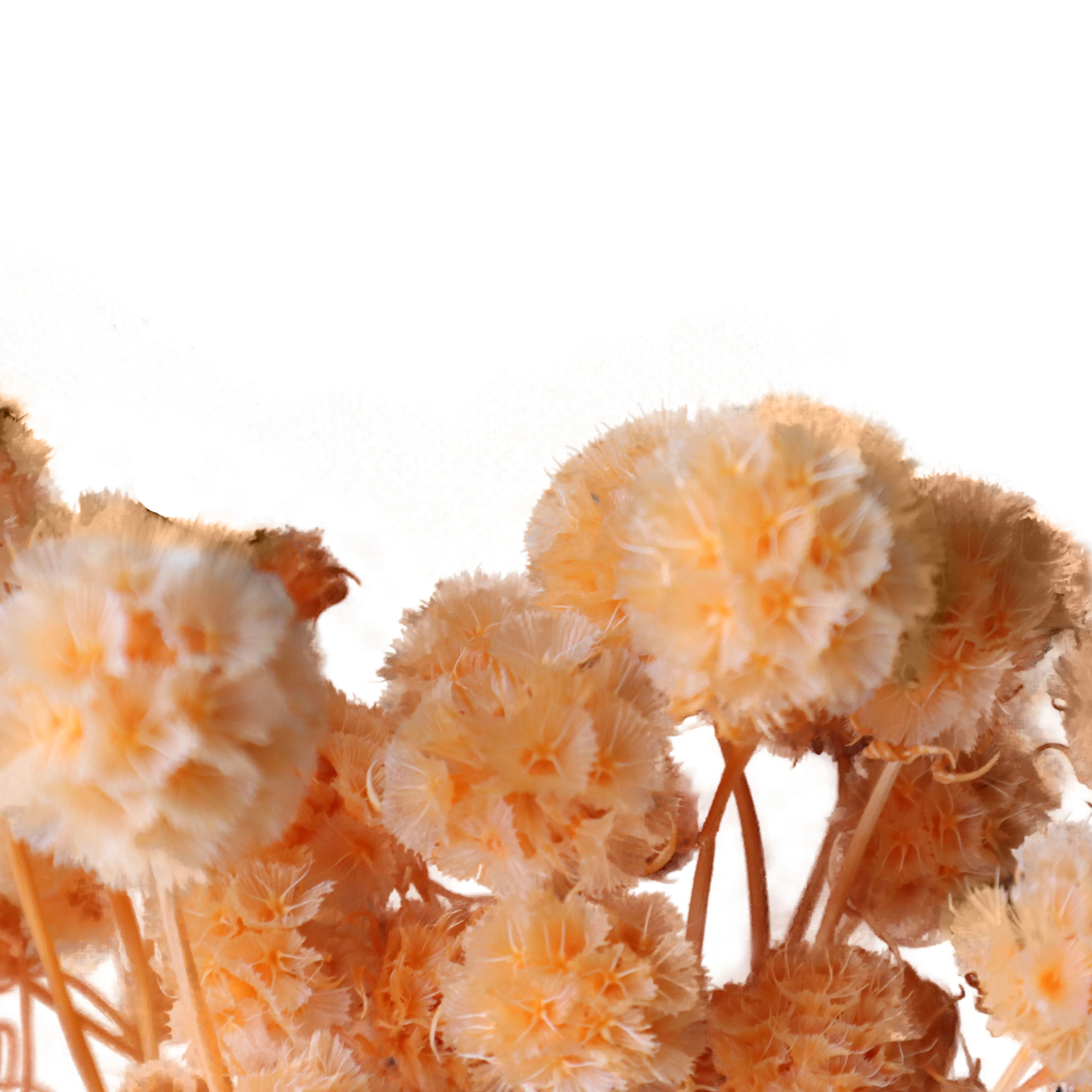 2021 Hot Selling Real Preserved Dried Flower Windmill Fruit Flower Nature Plant Preserved Flowers