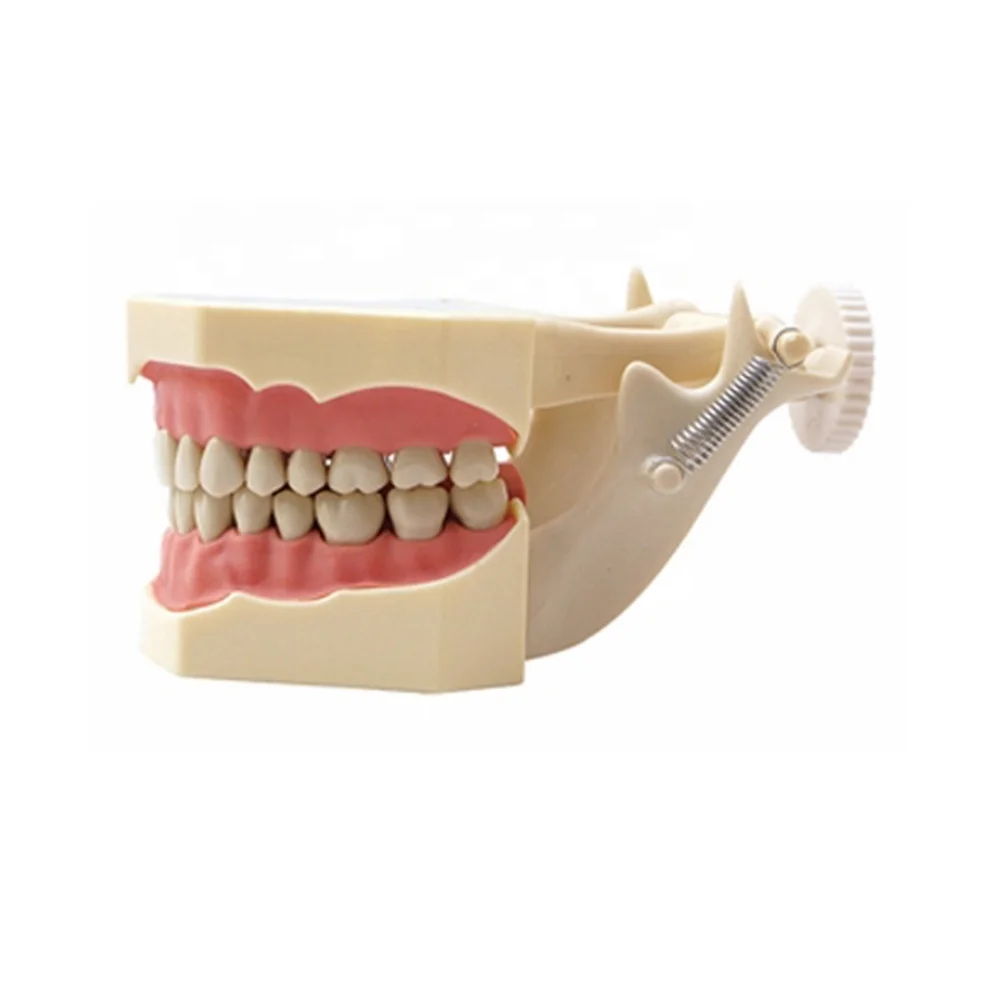dental training teeth model screw fixed jaw model