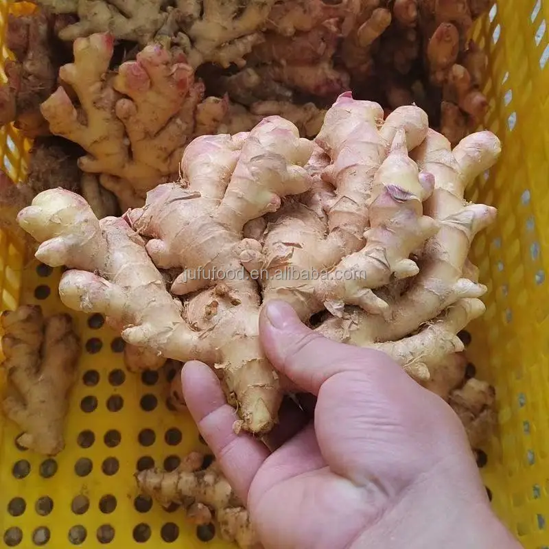 buy and import 2024 fresh ginger/ ginger for sale ginger price in china