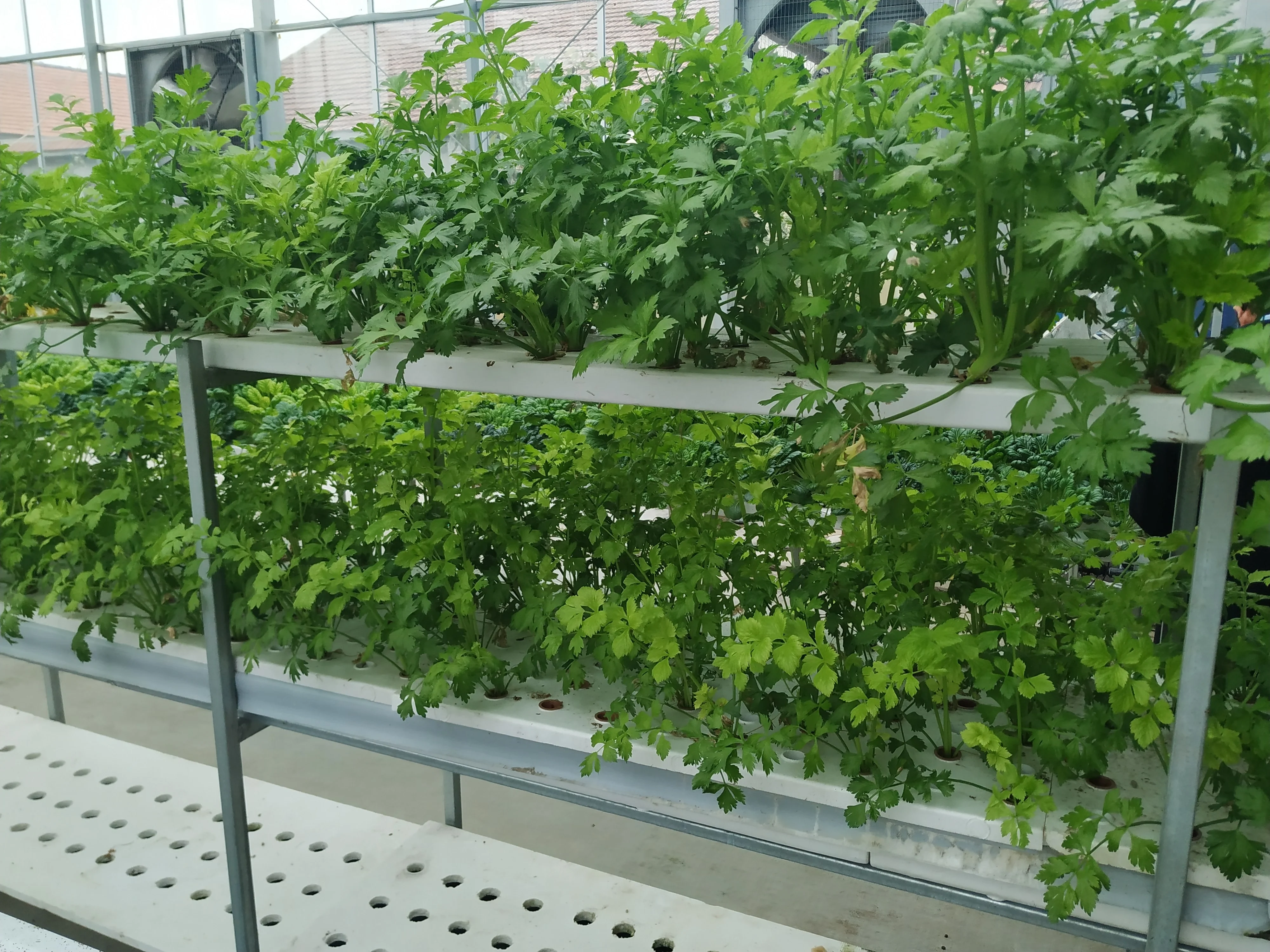 NFT DFT DWC greenhouse Hydroponics