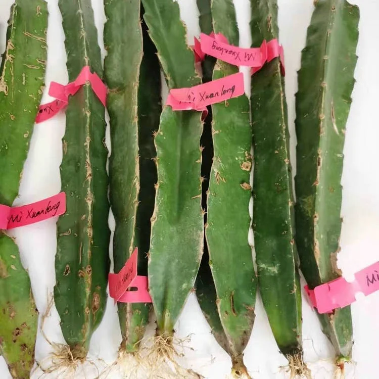 
Cuttage grafted white red yellow color flesh Chinese sweet dragon fruit plants 