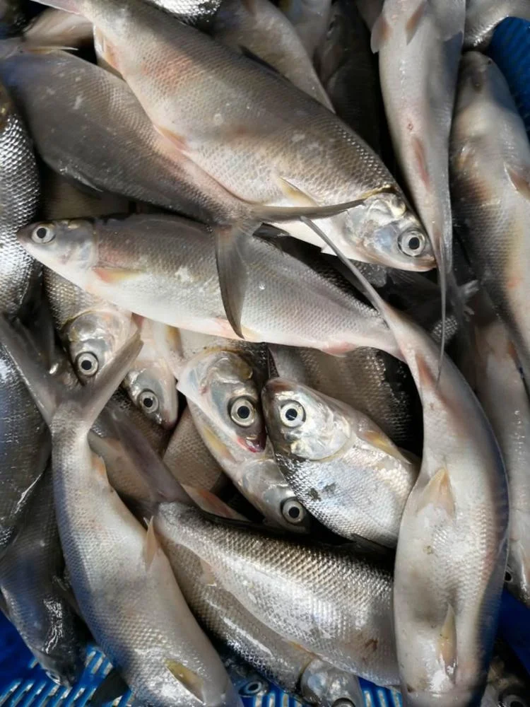 Frozen Milk Fish Good Sale from Indonesia