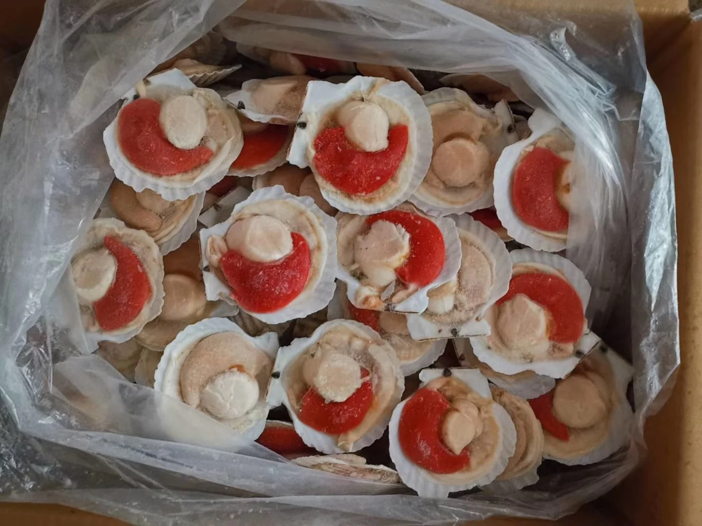 Wholesale Seafood Half Shell Scallop Frozen Sea Scallop