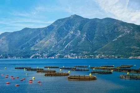 Aquaculture Equipment Indoor Fish Farm Ras System Recirculating Aquaculture Fish Farming