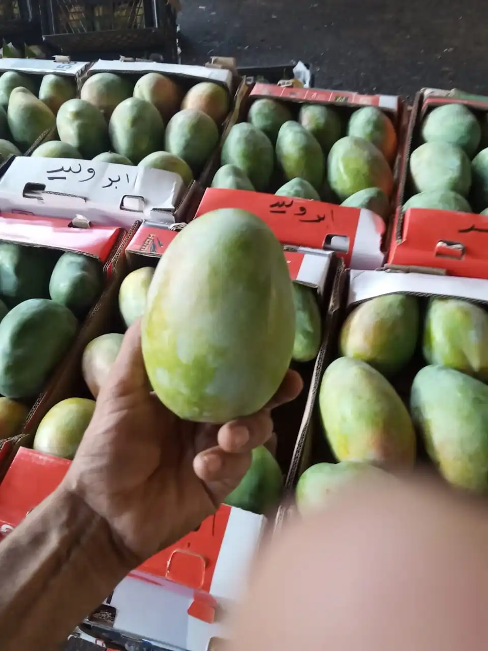  Экспортное качество низкая цена свежие тропические фрукты манго на продажу