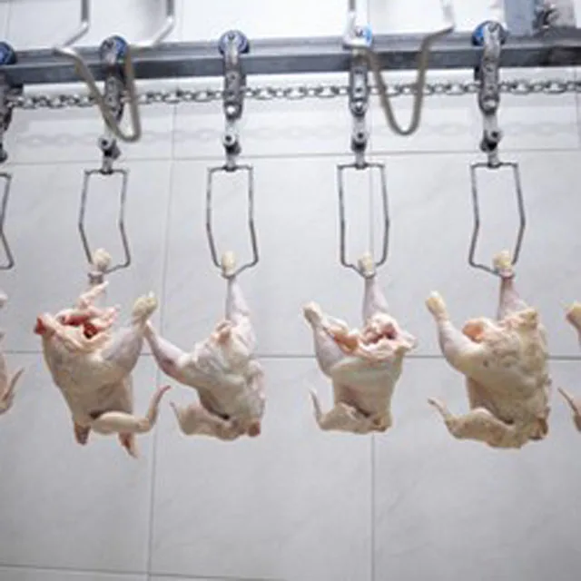 Spin chiller slaughtering abattoir chicken poultry equipment