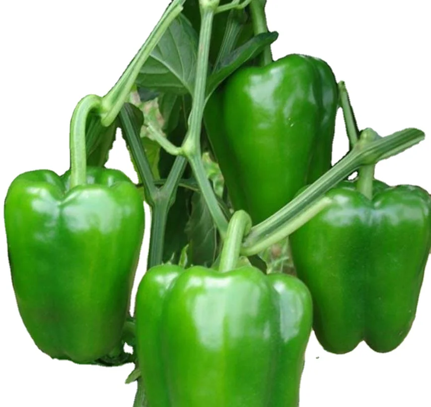 Сырые высококачественные овощи, семена зеленого сладкого перца