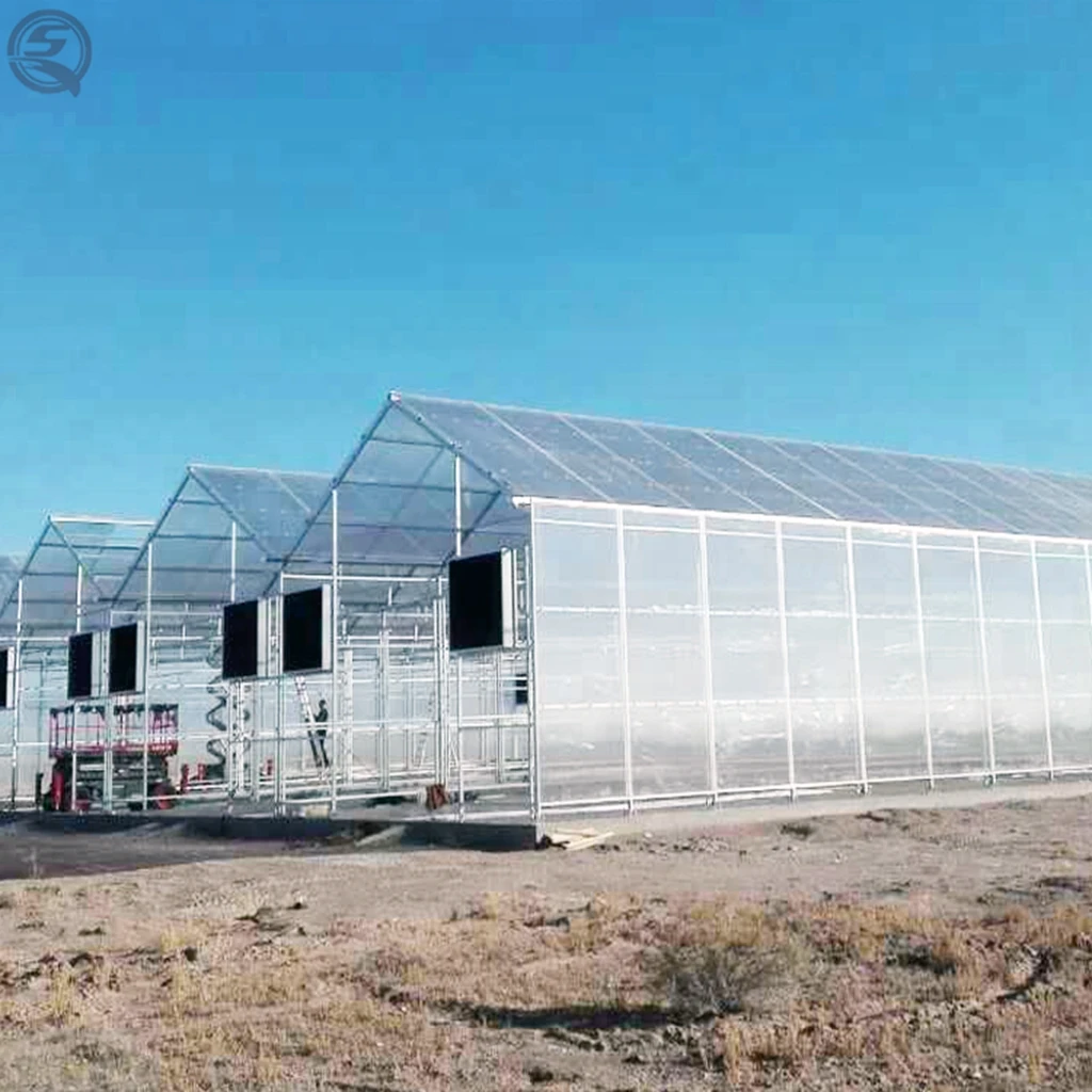 Vertical tomato farming equipment hydroponic growing system Dutch bucket polycarbonate greenhouse