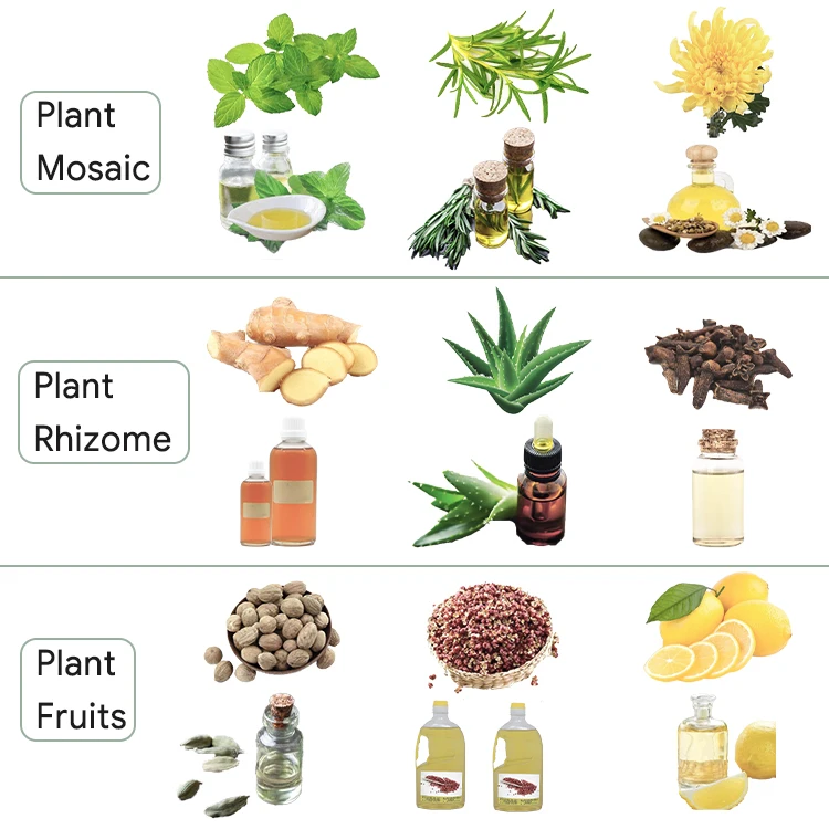 Steam distillation osmanthus lavender gum arabic essential oil extraction machine