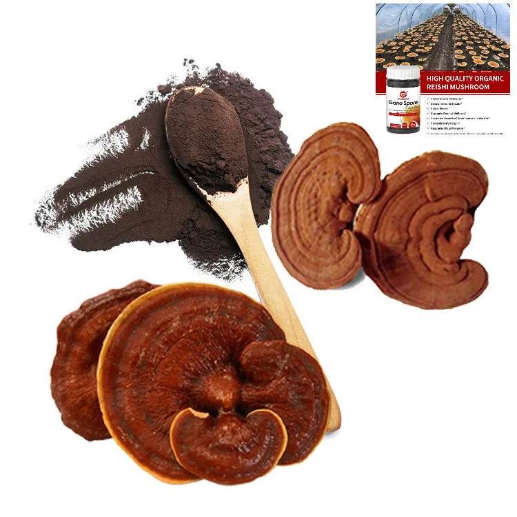 100% органический высококачественный порошок Ganoderma Lucidum Lingzhi Грибная капсула