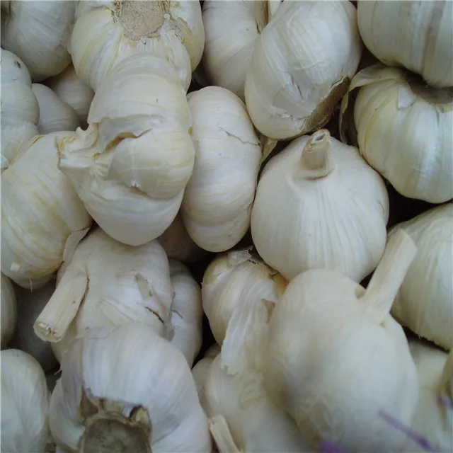 
export chinese fresh garlic 2021 /special price 