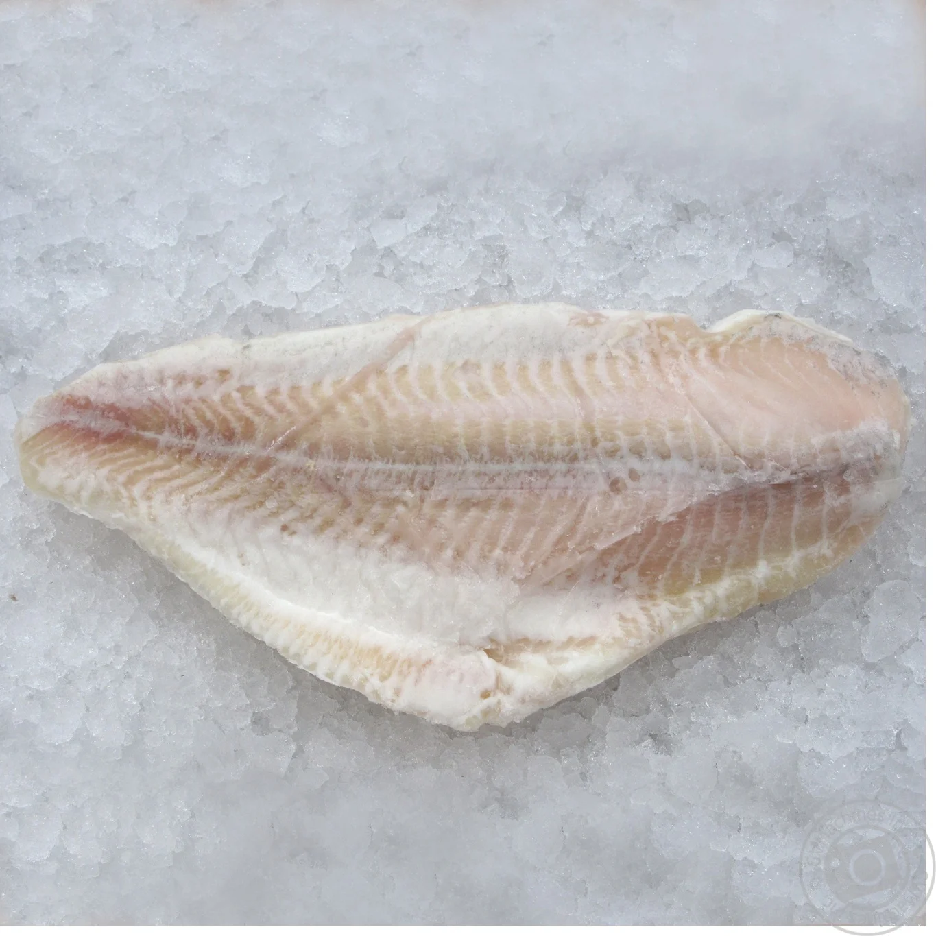 Fresh Frozen Hake Whole Fish, Frozen Hake Fish Fillet Hake