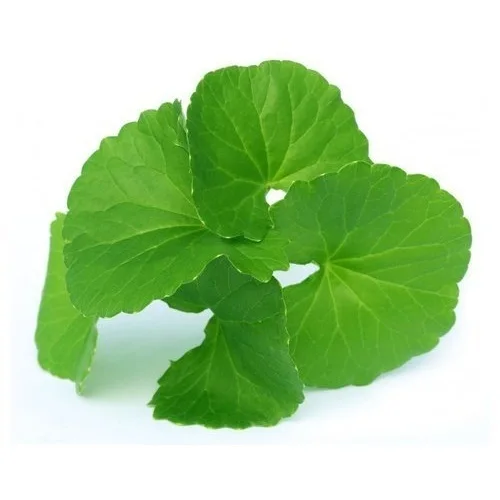 Травяной экстракт Herba Centellae asiaticiside Gotu Kola Centella Asiatica