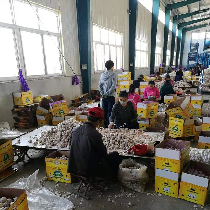 Fresh Large White Garlic Sales In Vietnam