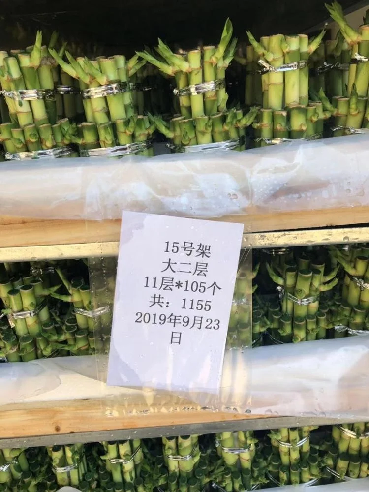 
Factory wholesale high quality and high sales lucky bamboo tower bamboo indoor potted plants 