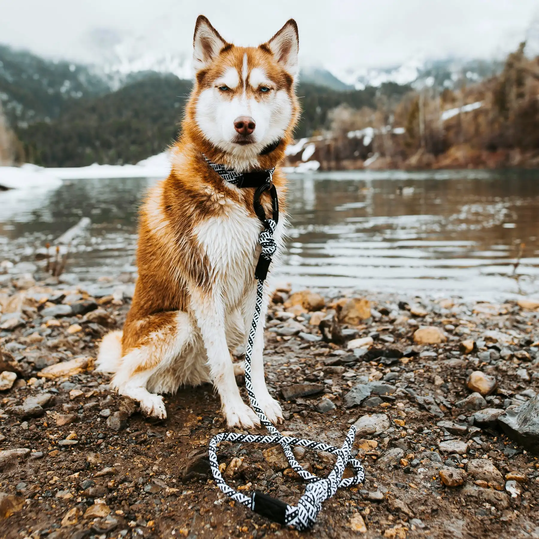 WELLGO PET Hot Selling Reflective Nylon Rope Dog Traction Rope Braided Climbing Rope Dog Lead Dog Walk Leash with P Chain