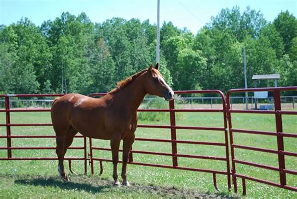 3 x 3meters galvanized steel frame shelter horse fence livestock shelters