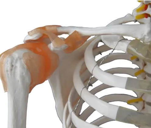 Human education Skeleton with Muscles and Ligaments 180cm Tall with stand /biological model life size skeleton model