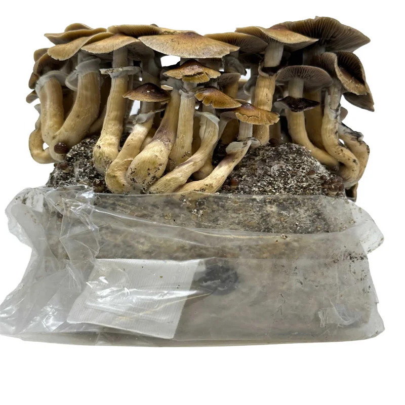 Plastic Bags Mushroom Cultivation High Temperature Resistance Mushroom Grow Bags With Filter