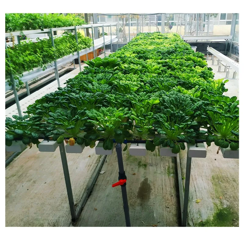 China Hydroponics greenhouse aquaponics greenhouse for tomato lettuce mango strawberry culture