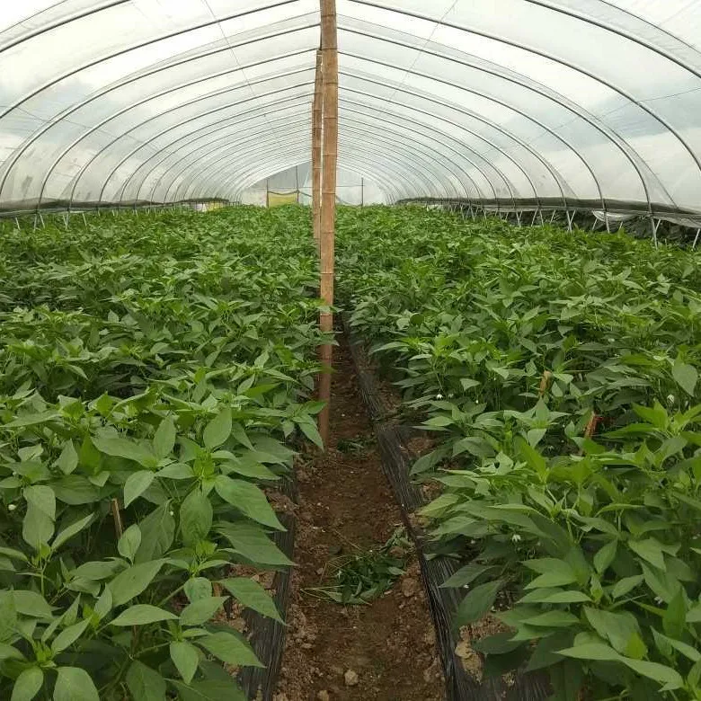 Single-Span Arch Type Tunnel Greenhouse with Fog Sprayer for Fruit or Leafy Vegetables/Seed Breeding