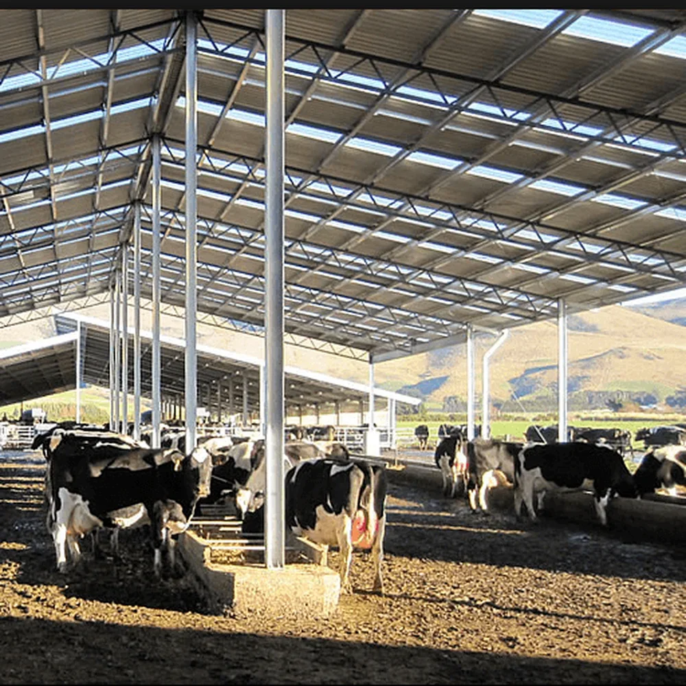 Steel Structure Dairy Cow Shed Farming House Cow Shed Farm Building Cattle Sail Cow Housing
