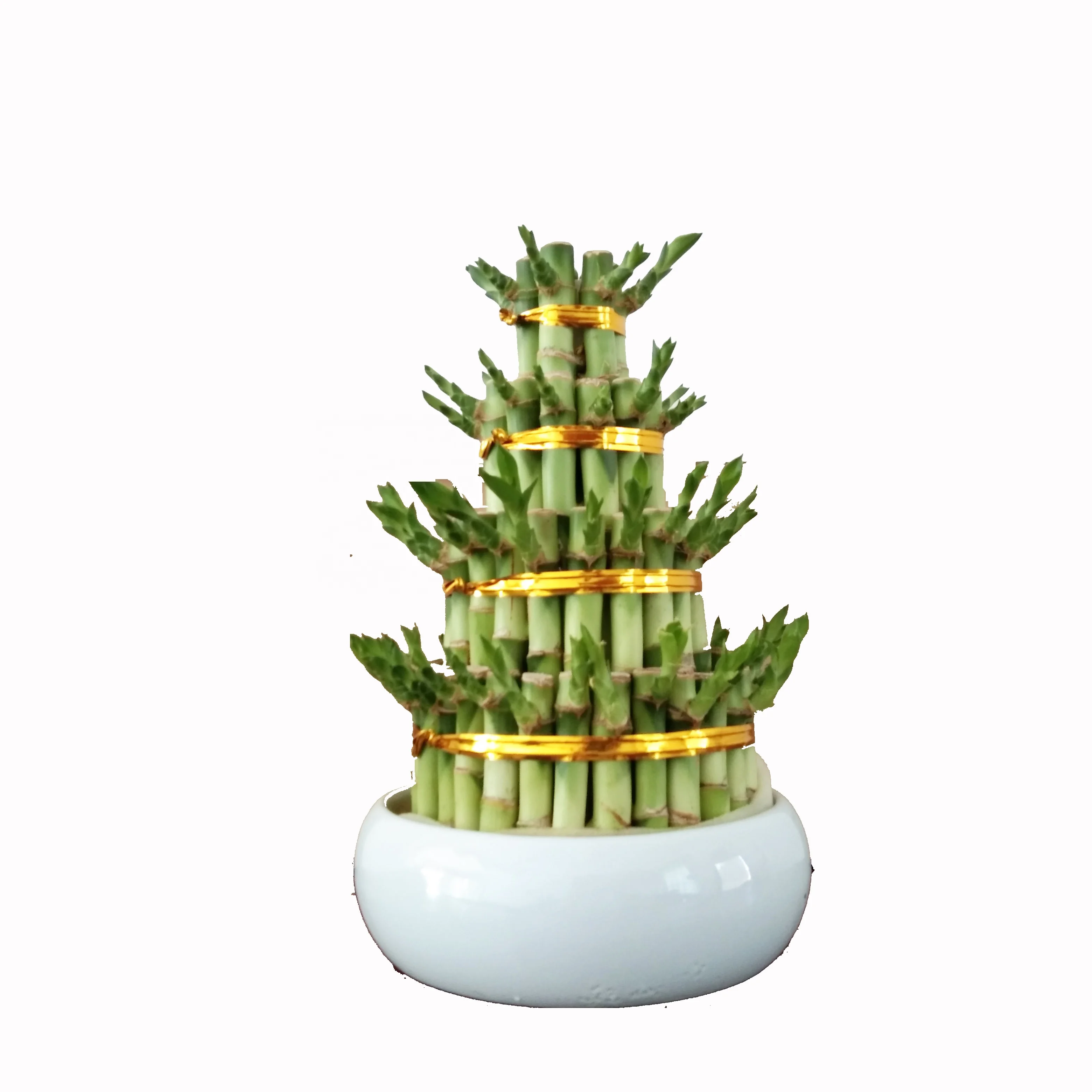 
Indoor layer 4 Bamboo Factory Lucky Bamboo tower dracaena sanderiana Plant Zhanjiang 