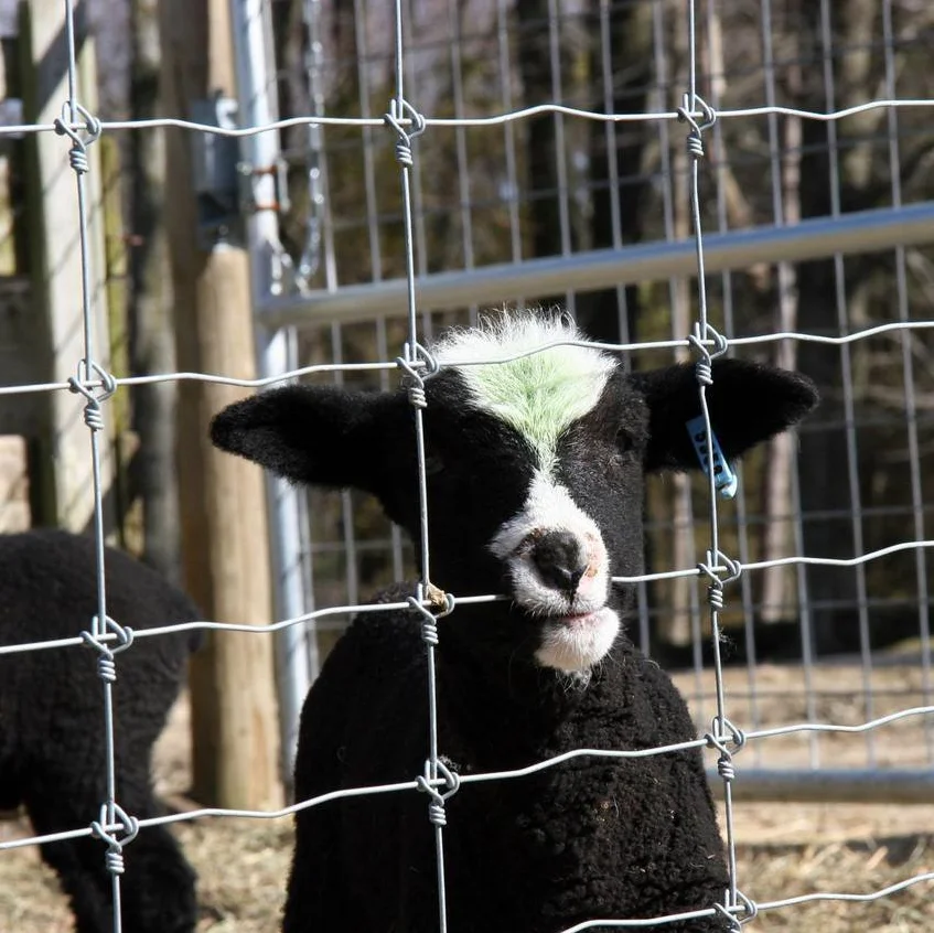 Hot Sale Galvanized Steel Deer Horse Fence Cattle Goat Farm Fence deer netting