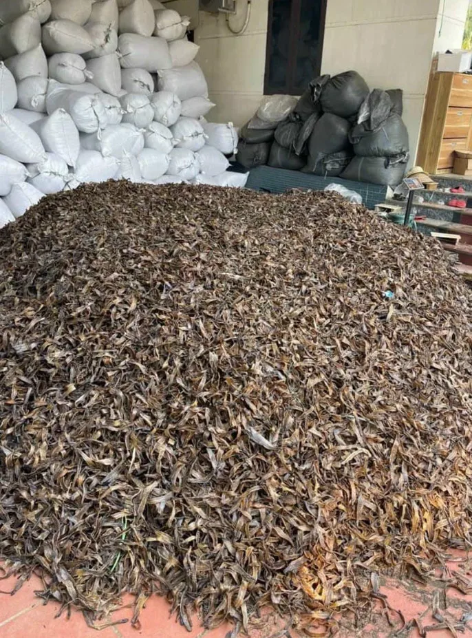 HOT-HOT Export Wholesale Dried Earthworm from Vietnam for Food Use Best Price Choice