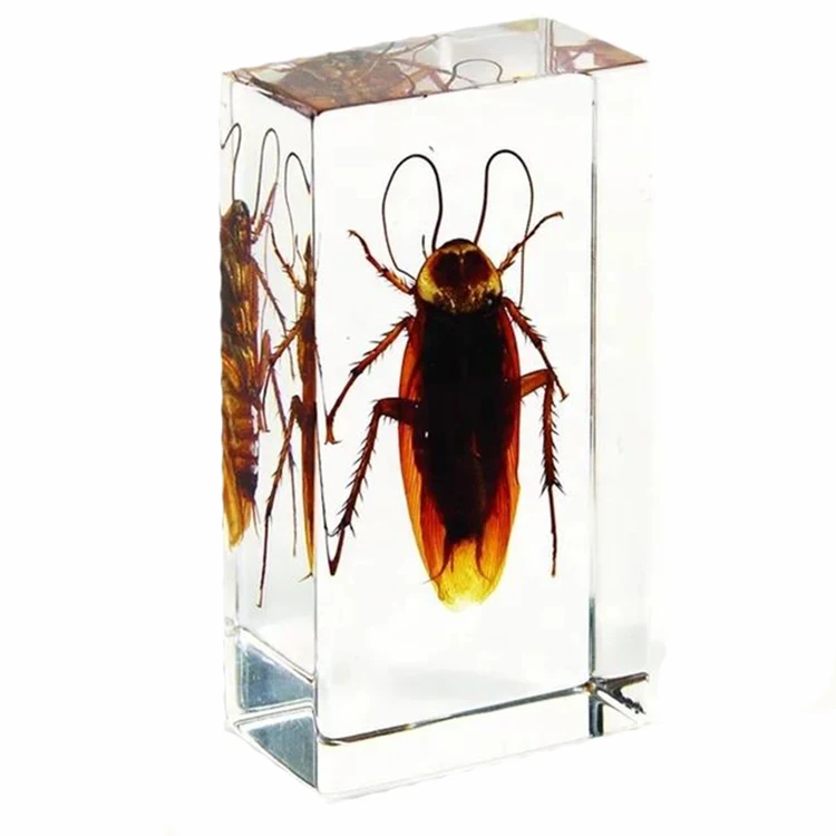 Biology Anatomy Education Used Insect Specimen Resin Paperweight As Educational Gift