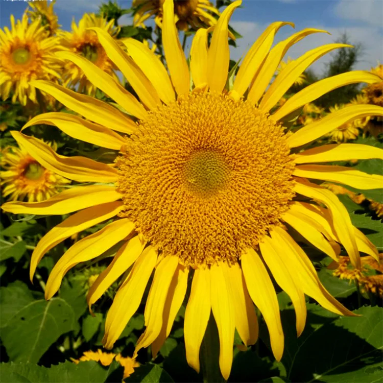  Оптовая продажа с завода семена цветов Helianthus