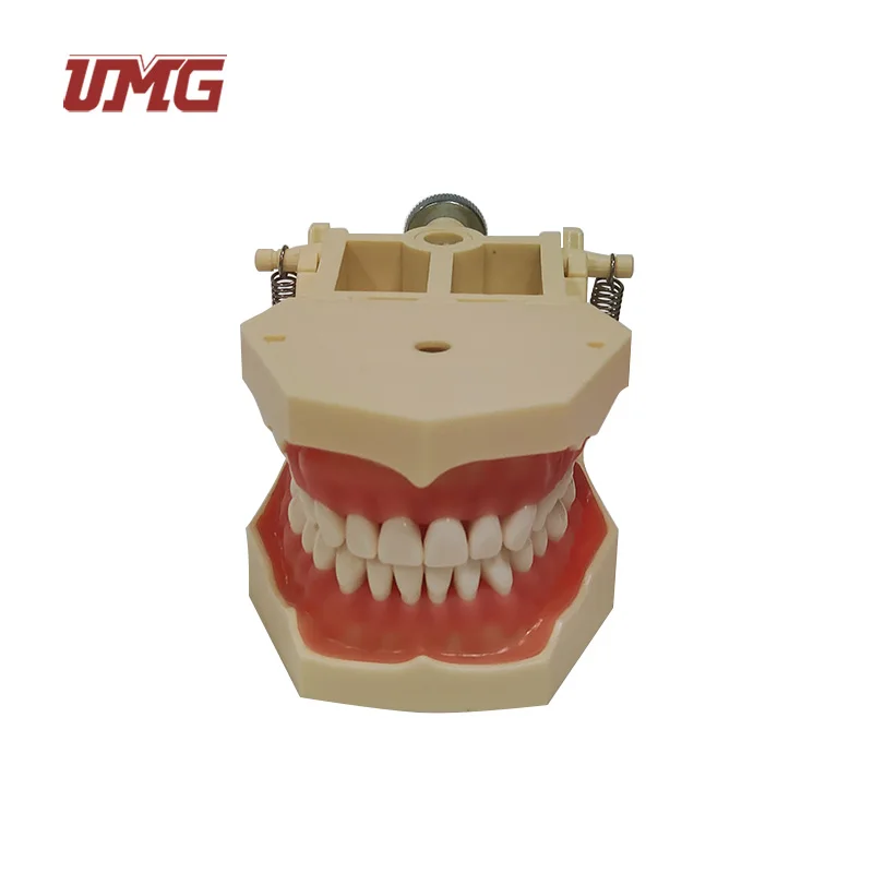 Dental Teaching Supply Cosmetic Dentistry Large Teeth Model