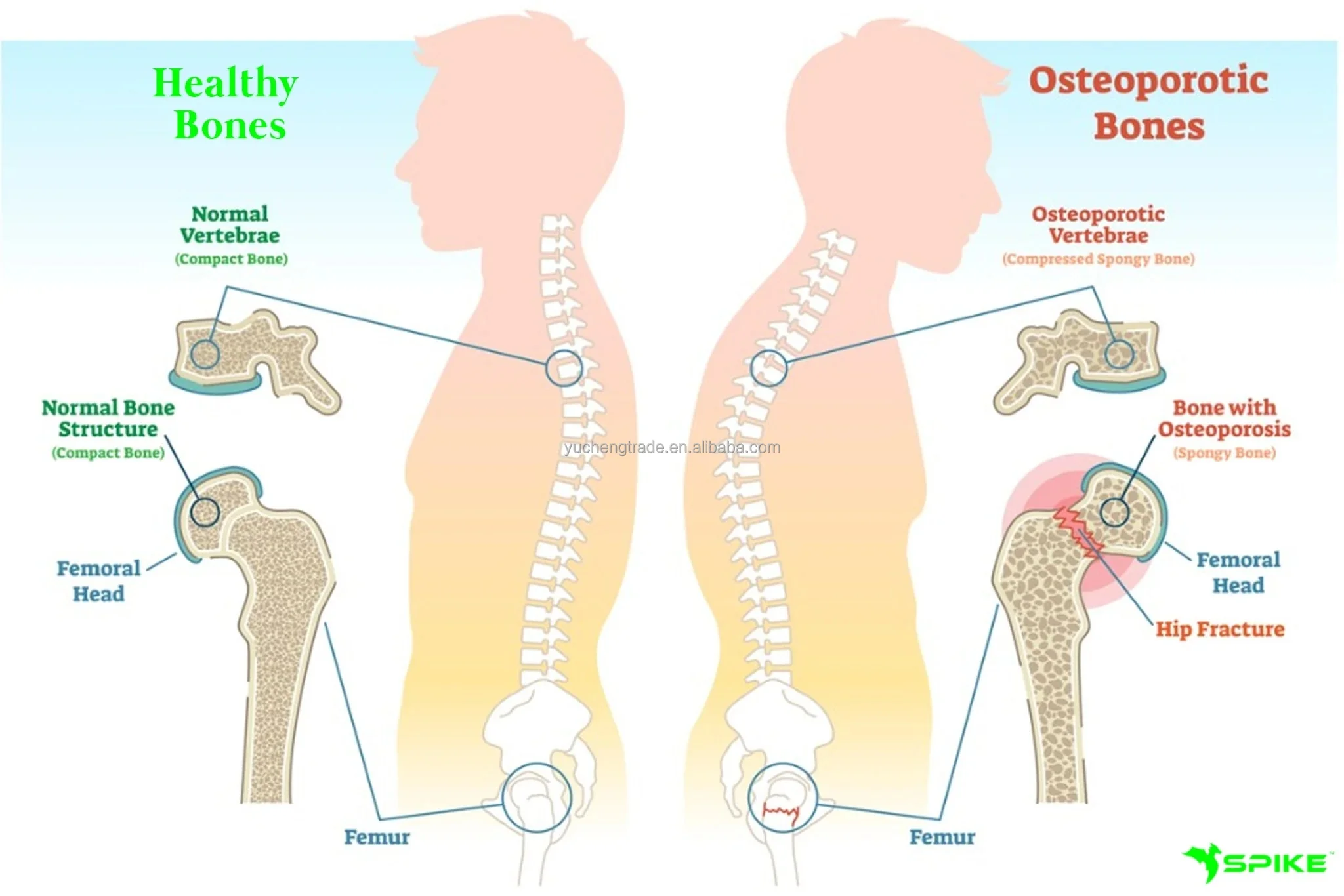 Wholesale Type II collagen peptides containing chondroitin sulfate collagen and hyaluronic acid bone collagen peptide